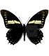 Papilionidae Pterourus (Papilio) menatius ctesiades