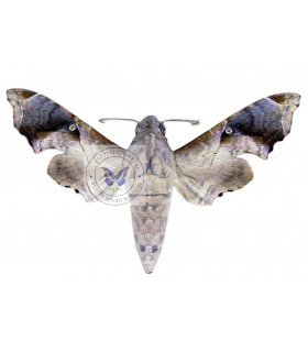 SPHINGIDAE