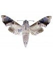 Enyo lugubris A.1/A.1-