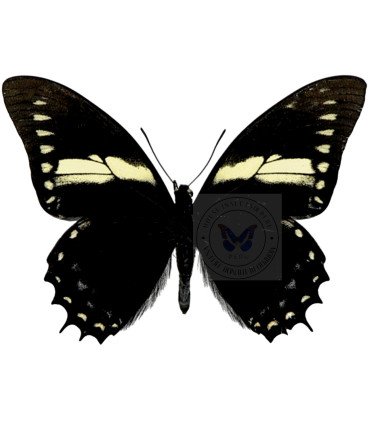 Papilionidae Pterourus (Papilio) menatius ctesiades