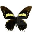 Papilio menatius eurotas