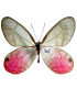Satyridae