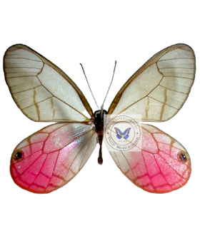 Satyridae