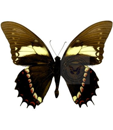 Papilionidae Pterourus (Papilio) menatius eurotas