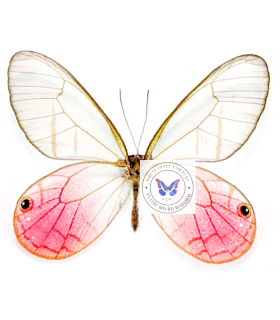 SATYRIDAE
