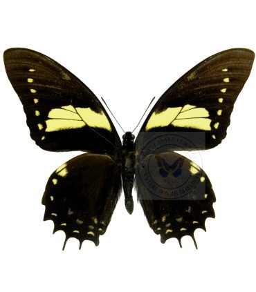 Papilionidae Pterourus (Papilio) menatius eurotas
