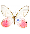 Cithaerias Merolina