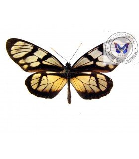 DANAIDAE