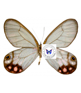 SATYRIDAE