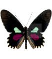 Parides aeneas bolivar