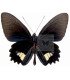 Papilionidae Parides aeneas boliva