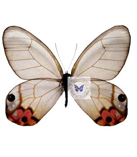 SATYRIDAE
