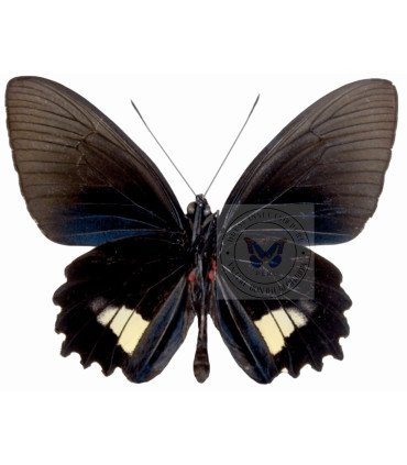 Papilionidae Parides aeneas boliva
