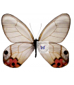 Haetera macleannania