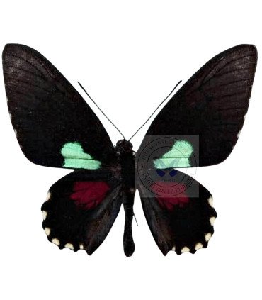 Papilionidae Parides aeneas boliva