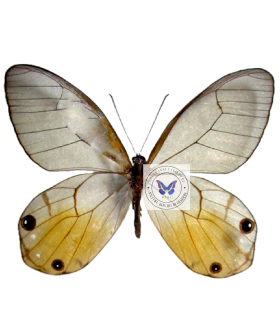 SATYRIDAE