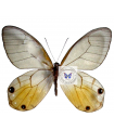 Haetera Piera