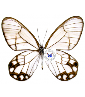 SATYRIDAE