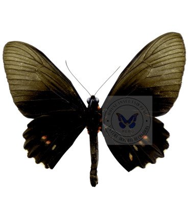 Papilionidae Parides aeneas huallaga