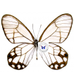 Pseudohaetera hypaesia