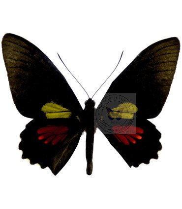 Papilionidae Parides aeneas huallaga