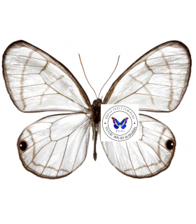 SATYRIDAE