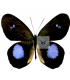 SATYRIDAE