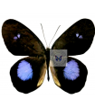 Pierella albofasciata