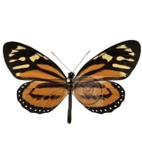 Nymphalidae  Danaidae Lycorea halia