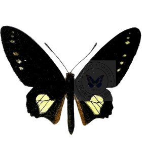 Papilionidae Parides  chabrias