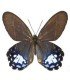 SATYRIDAE