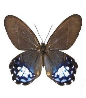 SATYRIDAE