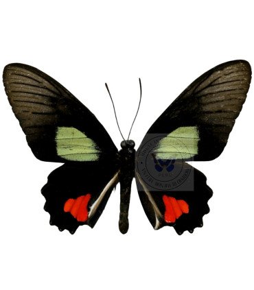 Papilionidae Parides Cutorina