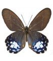 Pierella amalia