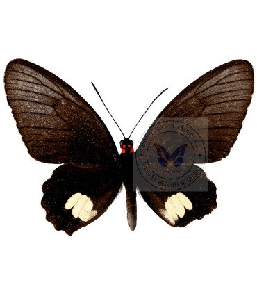 Papilionidae Parides Cutorina