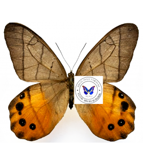 SATYRIDAE