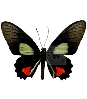 Papilionidae Parides Cutorina