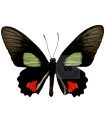 Parides Cutorina A.1/A.1-