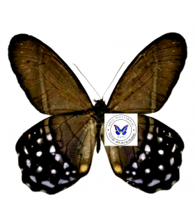 SATYRIDAE