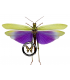 ORTHOPTERA