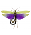 Titanacris albipes