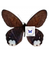 SATYRIDAE