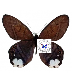 SATYRIDAE