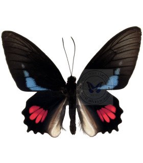 Papilionidae Parides  lysander brissonius