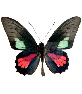 Papilionidae Parides Neophilus  anaximenes