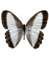 SATYRIDAE