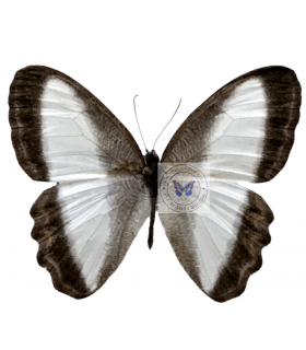 SATYRIDAE