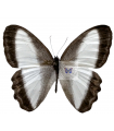 Oressinoma typhia