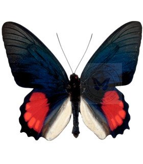 Papilionidae Parides Orellana