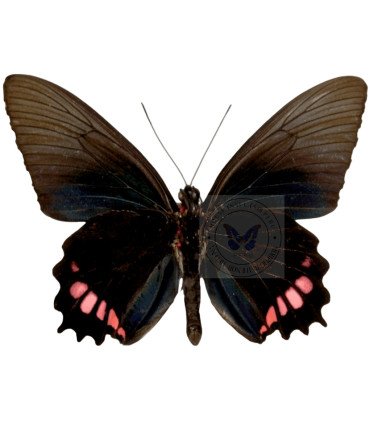 Papilionidae Parides Orellana